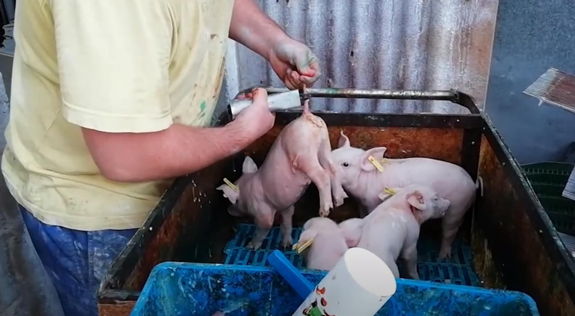 Granjas de cerdos: criados para abastecer el matadero